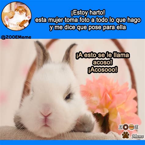 Total 53 Imagen Imagenes De Conejos Con Frases Chistosas Abzlocal Mx