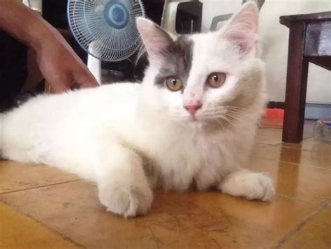 10 Foto Kucing Anggora Tercantik Di Dunia • Id