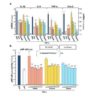 EBN inhibits TNF α induced JNK phosphorylation while shows no effect