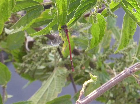 Biodiv SONE Fiche Nymphe Au Corps De Feu Pyrrhosoma Nymphula