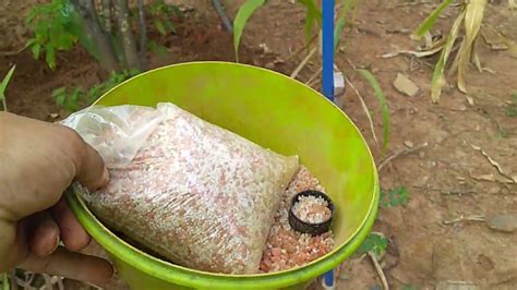 Como adubar frutíferas NPK adubo essencial para as plantas fósforo