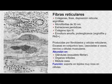 Las Fibras Reticulares YouTube