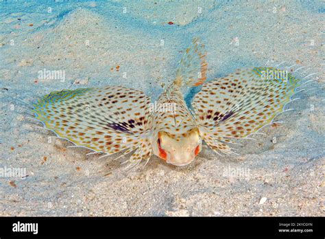 Oriental Flying Fowl Dactylopterus Orientalis Spreads Fins Like Wings