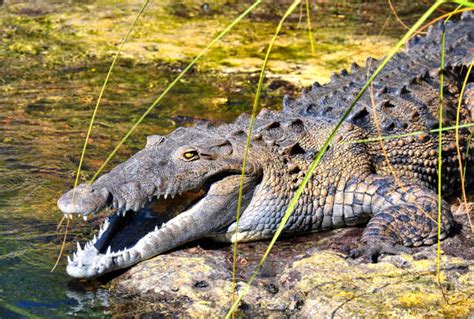 Learn About The Habitats And Amazing Facts Of American Crocodiles