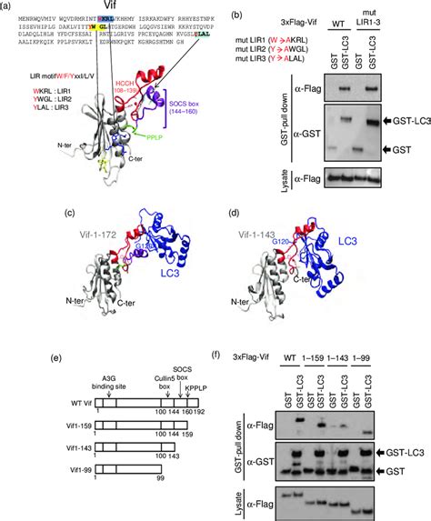 The C Terminal Domain Of Viral Infectivity Factor Interacts With