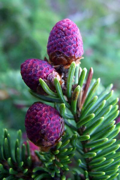 Ель С Фиолетовыми Шишками Название Фото — Картинки фотографии