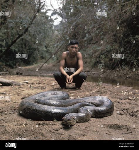 Green Anaconda Teeth Animal Snapshot The Green Vine Snake Ahaetulla