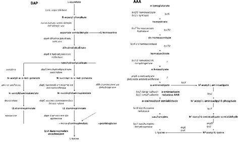 A Schematic Representation Of The Aaa And Dap Lysine Biosynthesis