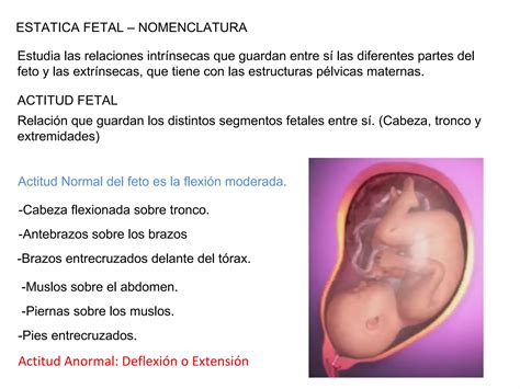 Estatica Fetal Y Nomenclatura Ppt