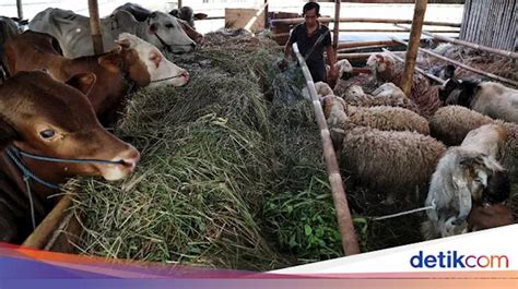 Kambing Mana Yang Lebih Utama Kurban Sapi Atau Kambing Sapi Head