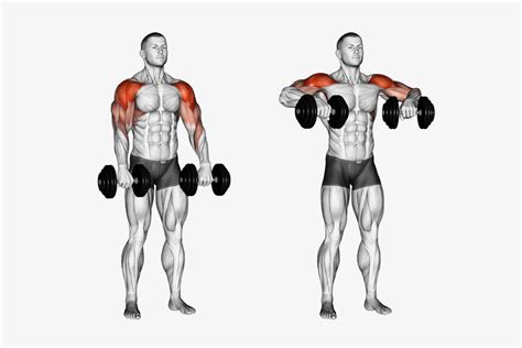 Upright Rows Muscles Worked