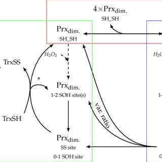 Pdf Modelling The Decamerisation Cycle Of Prdx And The Inhibition