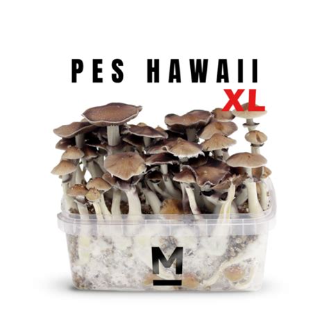 Buy Hawaiian Pes Magic Mushroom Grow Kit Xl Magic Truffles Shop