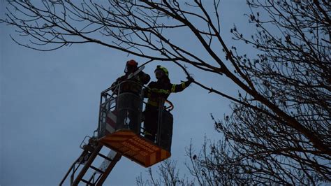 Baum Droht Auf Stra E Zu Fallen Freiwillige Feuerwehr Purkersdorf