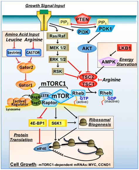 Ijms Free Full Text The Target Of Rapamycin And Mechanisms Of Cell