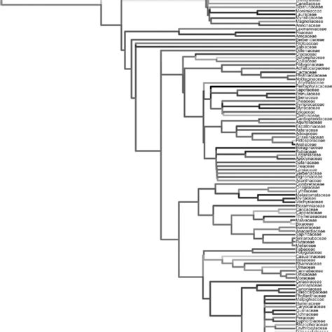 The Phylogenetic Tree Of Bawangling Tropical Cloud Forest Using