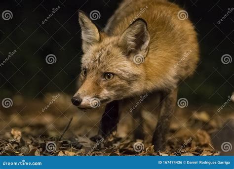 Red fox in the night stock photo. Image of iris, curious - 167474436