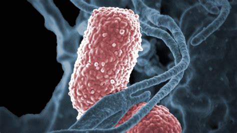 Salmonella Y Shigella Por Qu Estas Bacterias Pueden Causar La Muerte