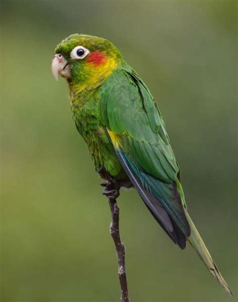 Conures care - How To Care For A Conure Parrot | Food, Habitat & Health