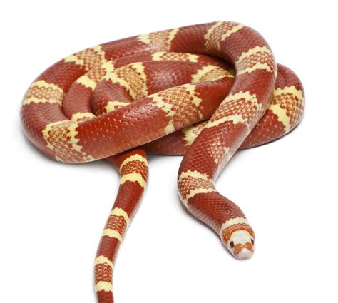 Discover 5 Amazing Milk Snake Morphs - A-Z Animals