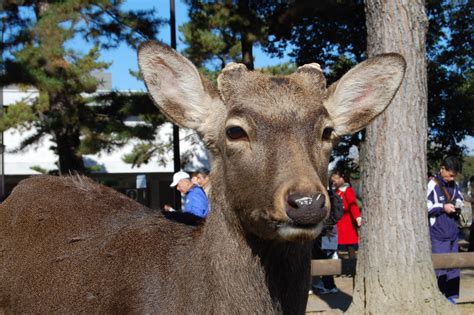 奈良公園の鹿は日本人に冷たい 外国人観光客にだけ愛想がいいってホントなの？ 奈良県民の私「鹿せんべいやろ（笑）」 Pouch ポーチ