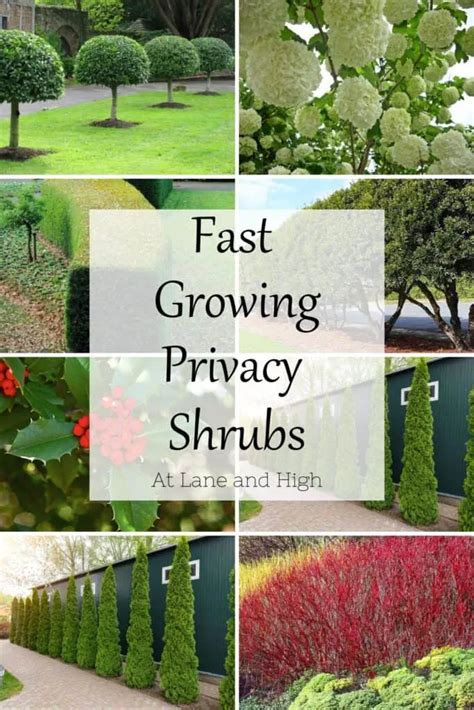 The Best Fast Growing Shrubs For Privacy