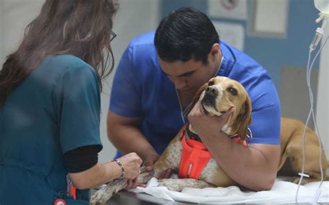 Donaci N De Sangre Para Perros Y Gatos Es Dif Cil En Tamaulipas Grupo