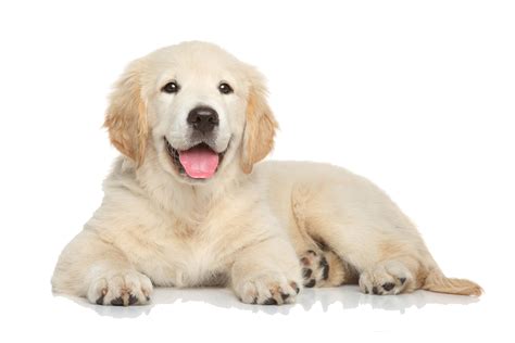 Pet Png Transparent Images