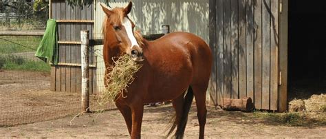 Gastric Ulcers: Why You Must Act Quickly - ehorses Magazine