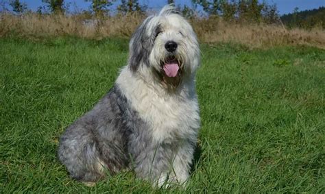 Bearded Collie Informations Et Caract Ristiques De La Race De Chien