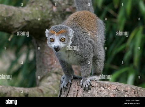 Crown Lemur Hi Res Stock Photography And Images Alamy