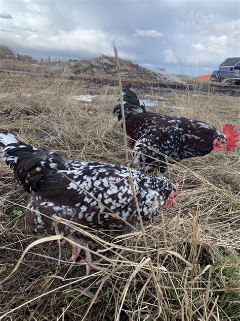 Speckled Sussex Hen & Rooster | BackYard Chickens - Learn How to Raise Chickens