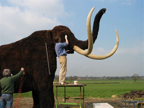 Lifesize Mammoth - UK Bird Small Mammal Taxidermist Mike Gadd