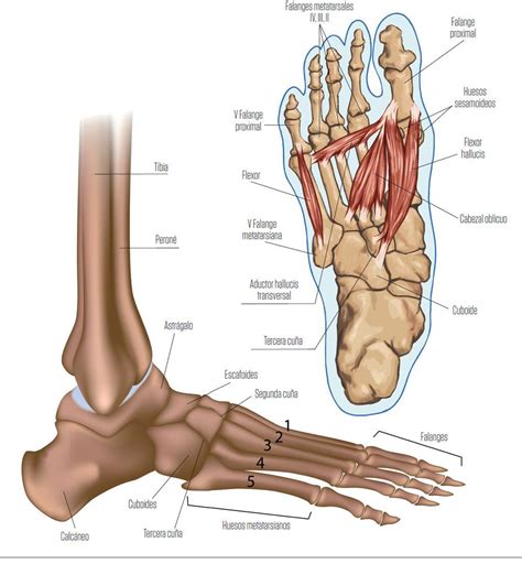 Emocional Ondular Reptiles Pie Anatomia Tendones Saber Patio Recurso