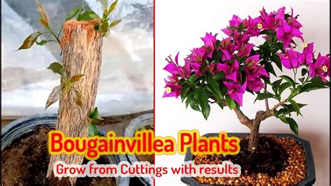 Grow Bougainvillea From Cuttings With Results Youtube