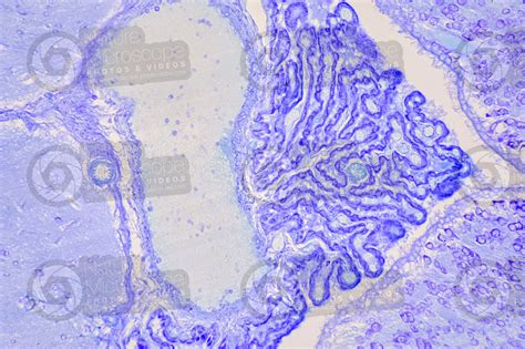 Rat Encephalon Transverse Section X Rat Mammals Nervous