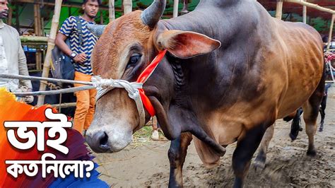 ইন্ডিয়ান গরু ঢুকে পানির দামে বিক্রি হচ্ছে গাবতলী হাটে গরু দেখুন । Bhai