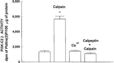 Effect Of Calpain On Immunoprecipitable PI3K C2 Activity In