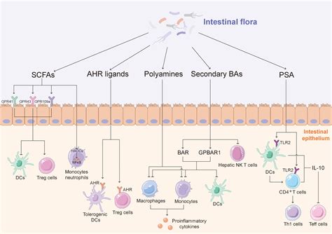 Metabolic Regulation In The Immune Response To Cancer Wu 2021 Cancer Communications