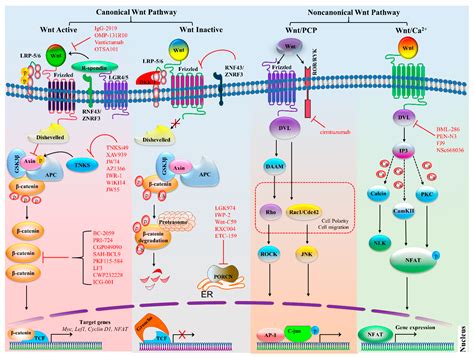 Cell Signaling