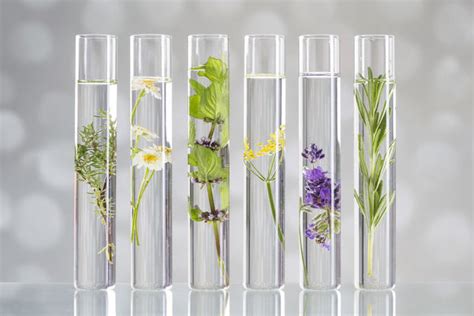 Unlocking The Power Of Essential Oils Expert Tips For Safe And Effective Use