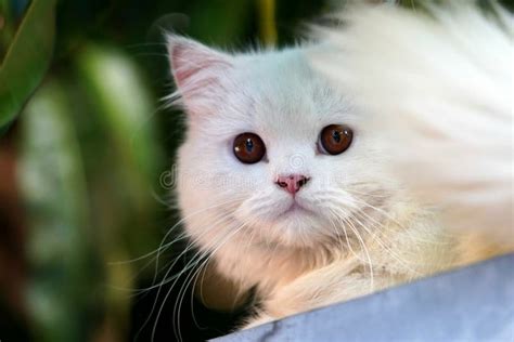 Close Up Of A Persian Medium Nose Cat Felis Catus With White Fur