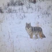 Gardiner Wycieczka Z Przewodnikiem Po Parku Narodowym Yellowstone