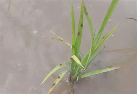 水稻二次封闭除草的重要性，高温天气，水稻田二遍封闭时需要注意哪些事项？