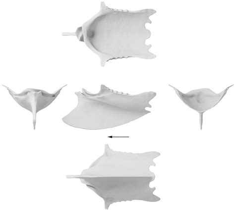 Frontiers Topology Based Three Dimensional Reconstruction Of Delicate