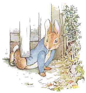 Peter Rabbit - Beatrix Potter Photo (2469232) - Fanpop