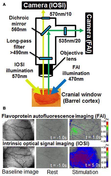 Frontiers Imaging Of Neuronal Activity In Awake Mice By Measurements