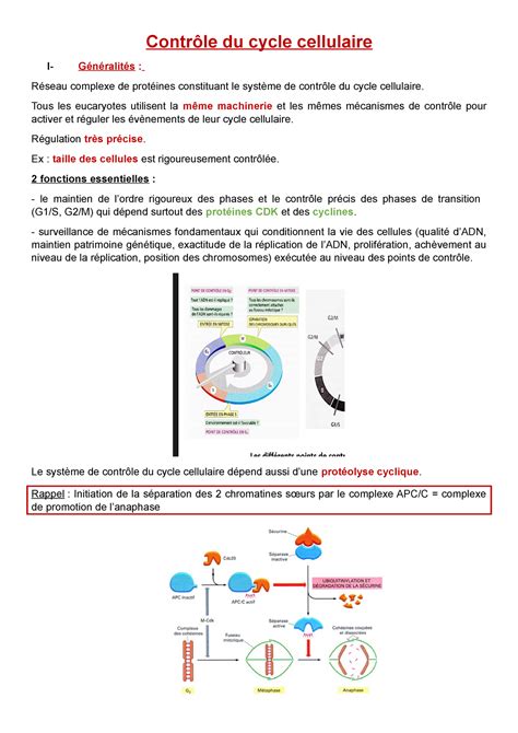 ContrÔle Du Cycle Cellulaire Contrôle Du Cycle Cellulaire I