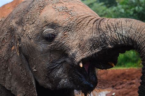 Elephant,africa,elephant orphanage,travel,kenya - free image from needpix.com