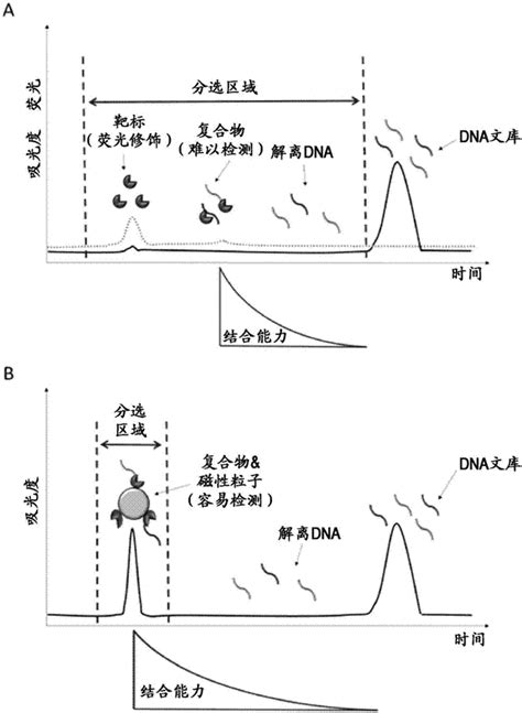 用于筛选核酸适配体的方法与流程